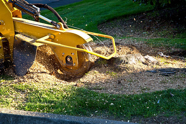 The Steps Involved in Our Tree Care Process in Maplewood, MN